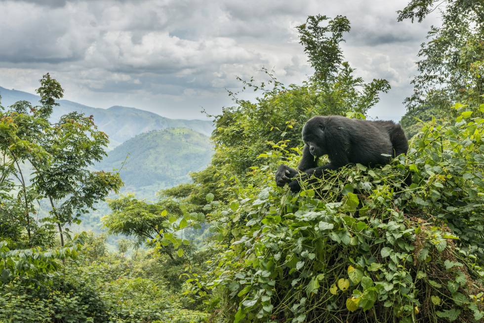 VIAJE GORILAS Y CHIMPANCÉS EN UGANDA  DESDE QUERETARO