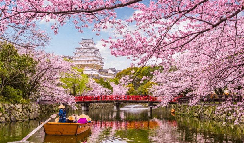 VIAJE JAPON MARAVILLOSO - SAKURA FLORACION DE CEREZOS  DESDE QUERETARO