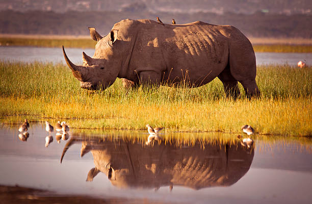 VIAJE DESCUBRIENDO SUDAFRICA (PILANESBERG) Y CATARATAS VICTORIA (ZIMBABWE) CON CHOBE  DESDE QUERETARO