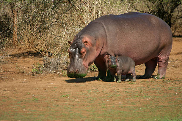 VIAJE DESCUBRIENDO SUDAFRICA Y CATARATAS VICTORIA (ZIMBABWE) CON CHOBE  DESDE QUERETARO