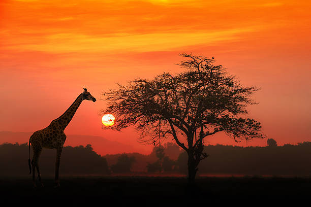 VIAJE LO MEJOR DE SUDAFRICA Y CATARATAS VICTORIA (ZIMBABWE) CON CHOBE  DESDE QUERETARO