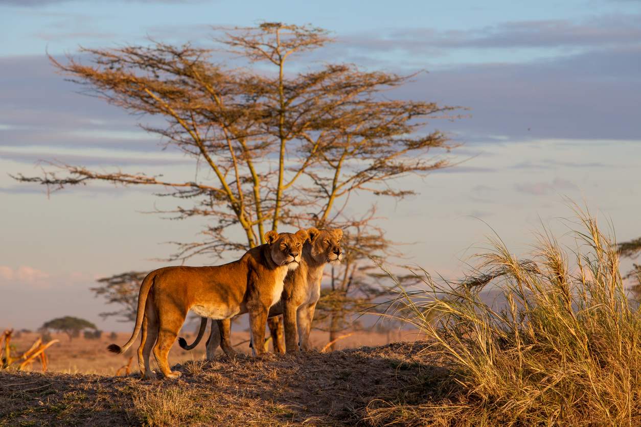 VIAJE PARQUE DE KENYA Y TANZANIA  DESDE QUERETARO