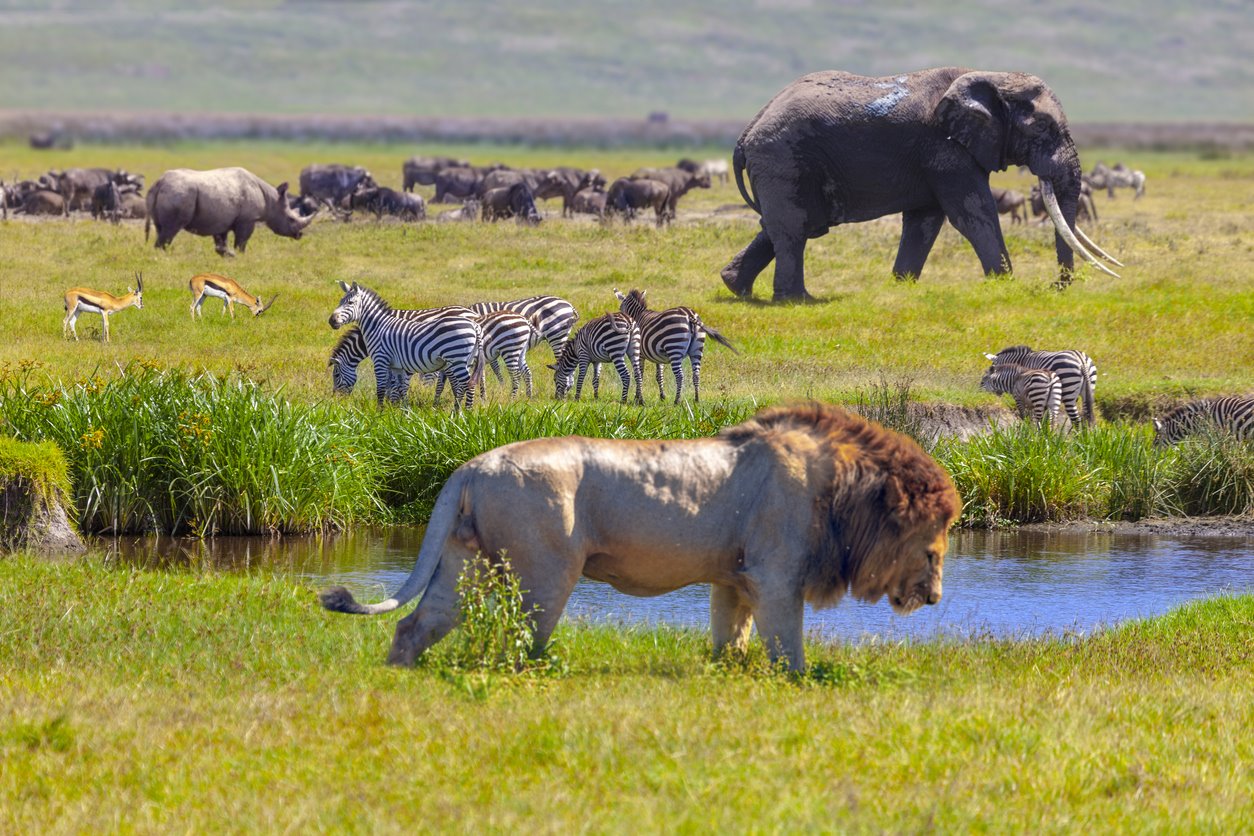 VIAJE GRAN SAFARI DESDE KENYA A TANZANIA  DESDE QUERETARO