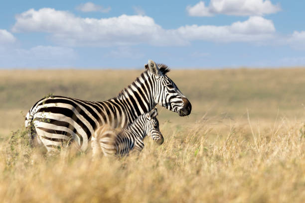 VIAJE AVENTURA EN KENYA Y TANZANIA (EN 4X4)  DESDE QUERETARO