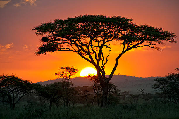 Viaje descubriendo sudafrica (pilanesberg) y cataratas victoria (zambia)  desde Queretaro