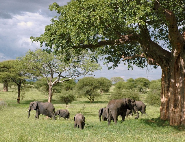 Viaje sudafrica en reserva privada y cataratas victoria (zambia) con chobe  desde Queretaro