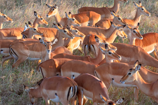 Viaje sudafrica en reserva privada y cataratas victoria (zimbabwe) con chobe  desde Queretaro