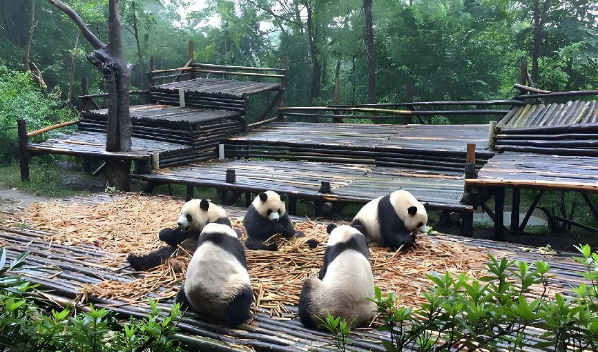 Viaje china del oso panda  desde Queretaro